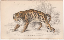 Plate 13 Felis Uncia (The Ounce)